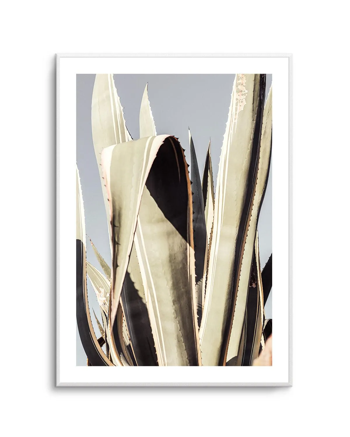 Agave 001 By Studio III | Art Print