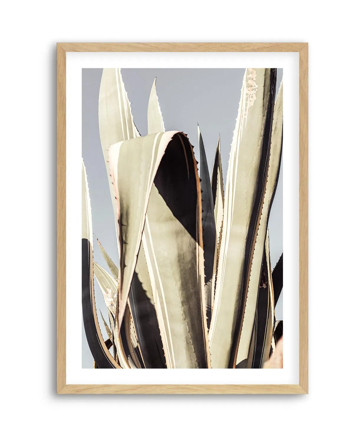 Agave 001 By Studio III | Art Print