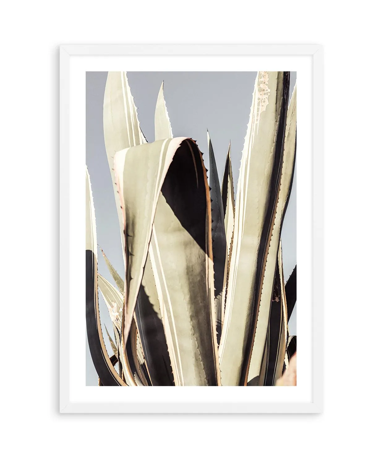 Agave 001 By Studio III | Art Print