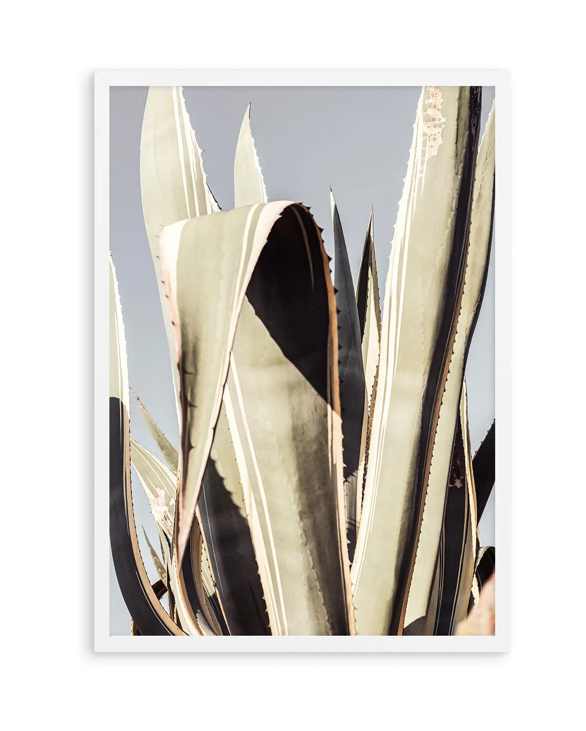 Agave 001 By Studio III | Art Print