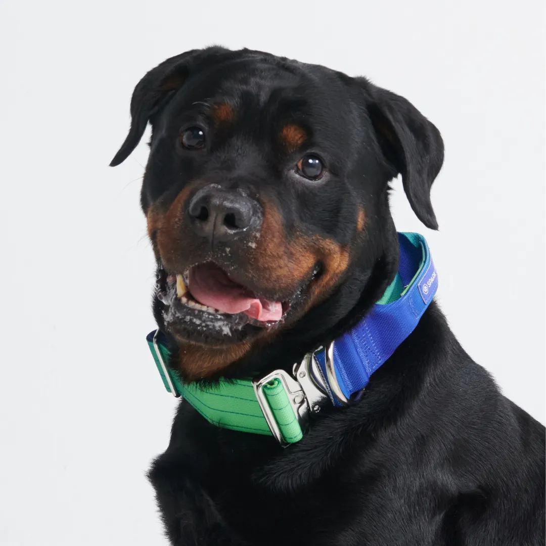 Comfort Control Collar Set - Lime Wave